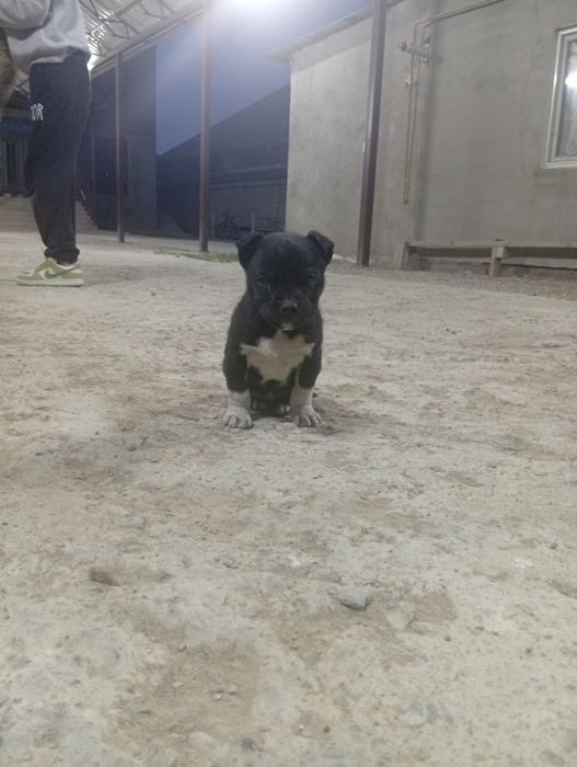 Пидбул күшік еркек 1ай енді болады