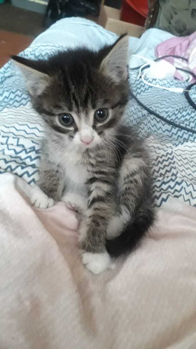 Отдам котенка в хорошие руки