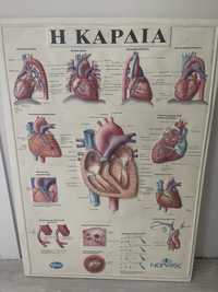 Медицински плакат изображение на сърцето