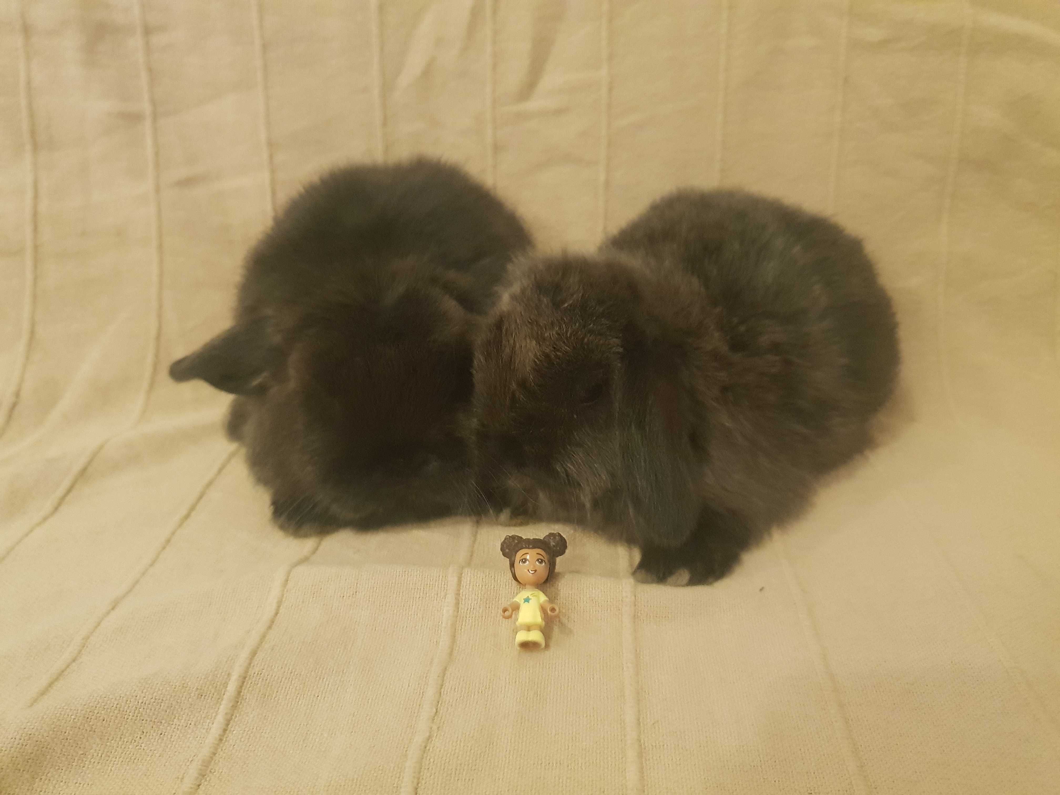 Iepuri Pitici Mini Lop Holland Lop Berbec Pitic