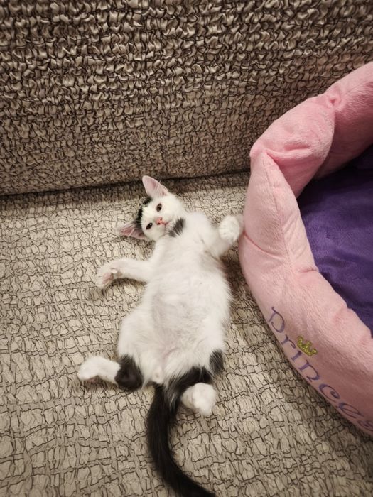 Băiețel de două luni pentru adoptie
