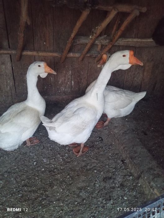 Gâște chinezești