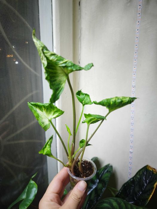 Комнатные растерия