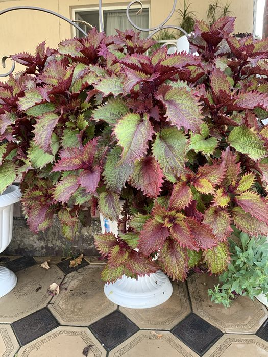 Шикарные цветы для дома и сада