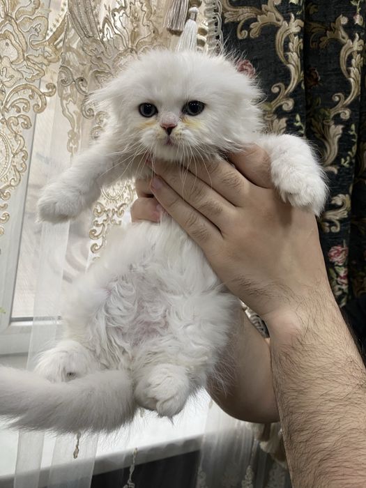 Хайленд скотиш фолд чистокровный