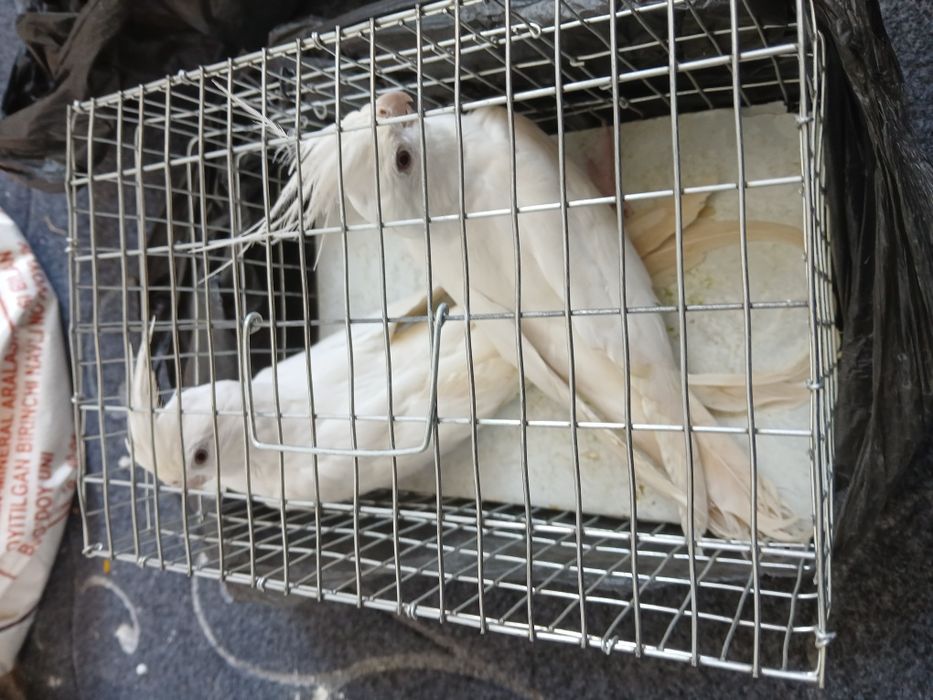 1 juft dubay karella sotiladi narxi 600 ming