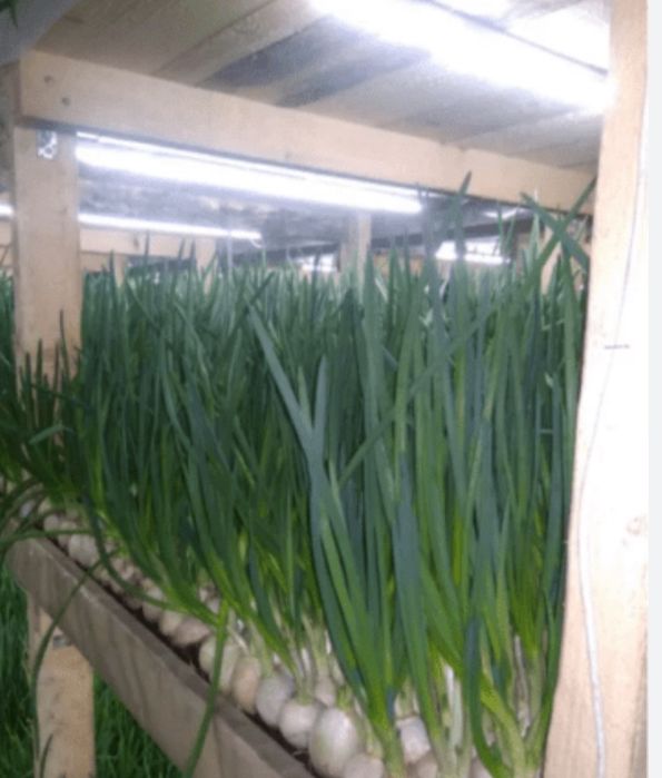 Лук на посадку Стардаст Каратал Шалот