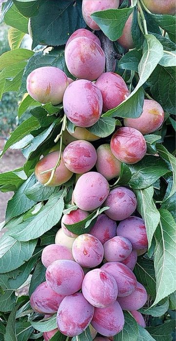 Pomi Fructiferi Columnari și Pitici