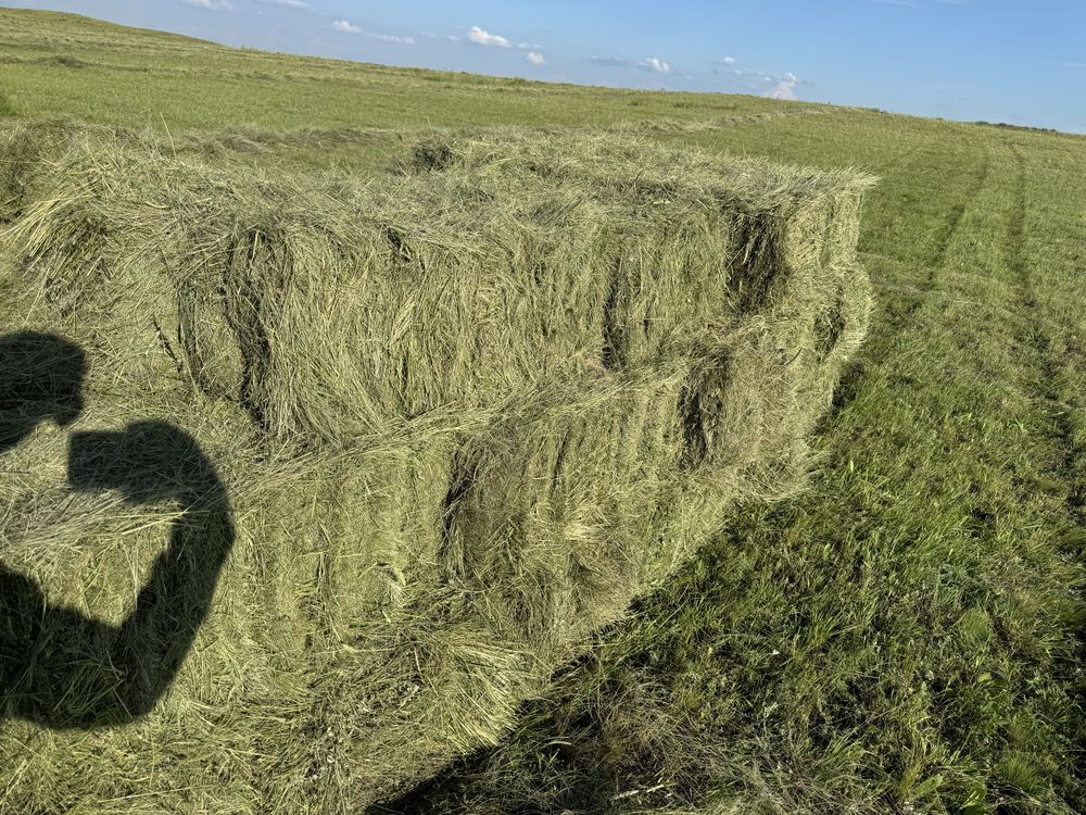 Тюки Сено первый укос