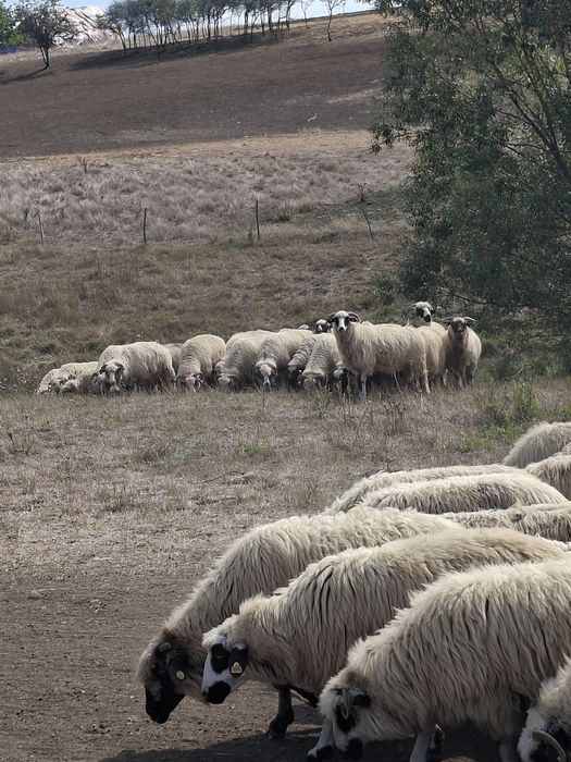 Spre vânzare 300 de oi și berbeci