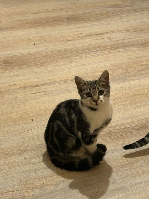 Pisicuțe spre adoptie