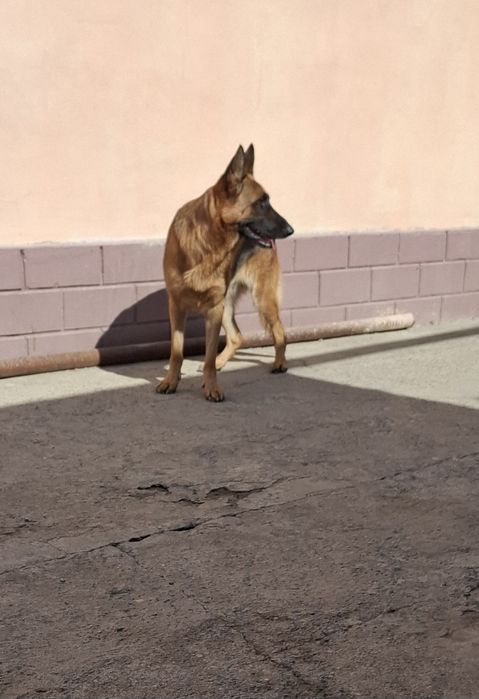 Продаётся чистокровная немецкая овчарка девочка