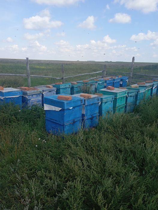 Полностью укомплектована пасека