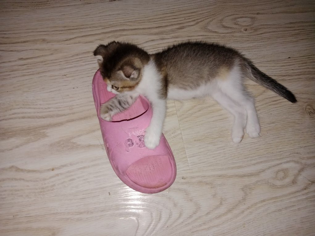 Вислоухий котёнок