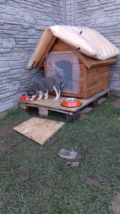 VAND PUI husky  foarte jucăuș