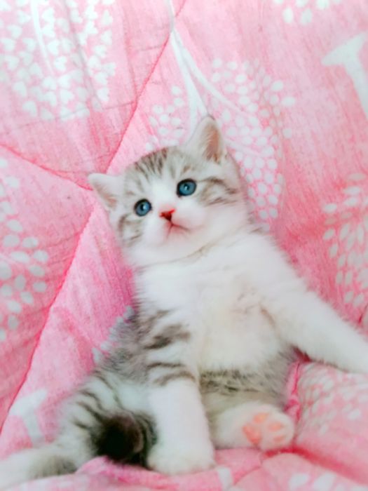 Шикарные котята чистокровные