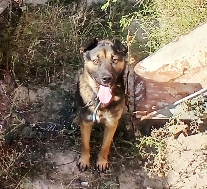 Собаку отдам даром