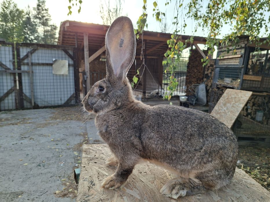 Iepuri uriaș german gri