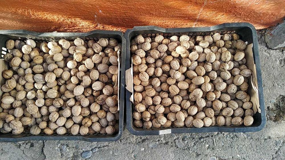 Грецкий орех Жангақ