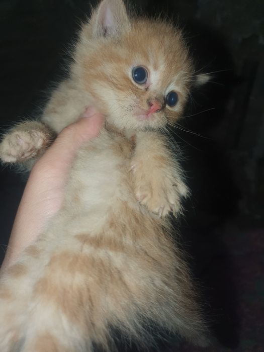 Продаётся котят породистые