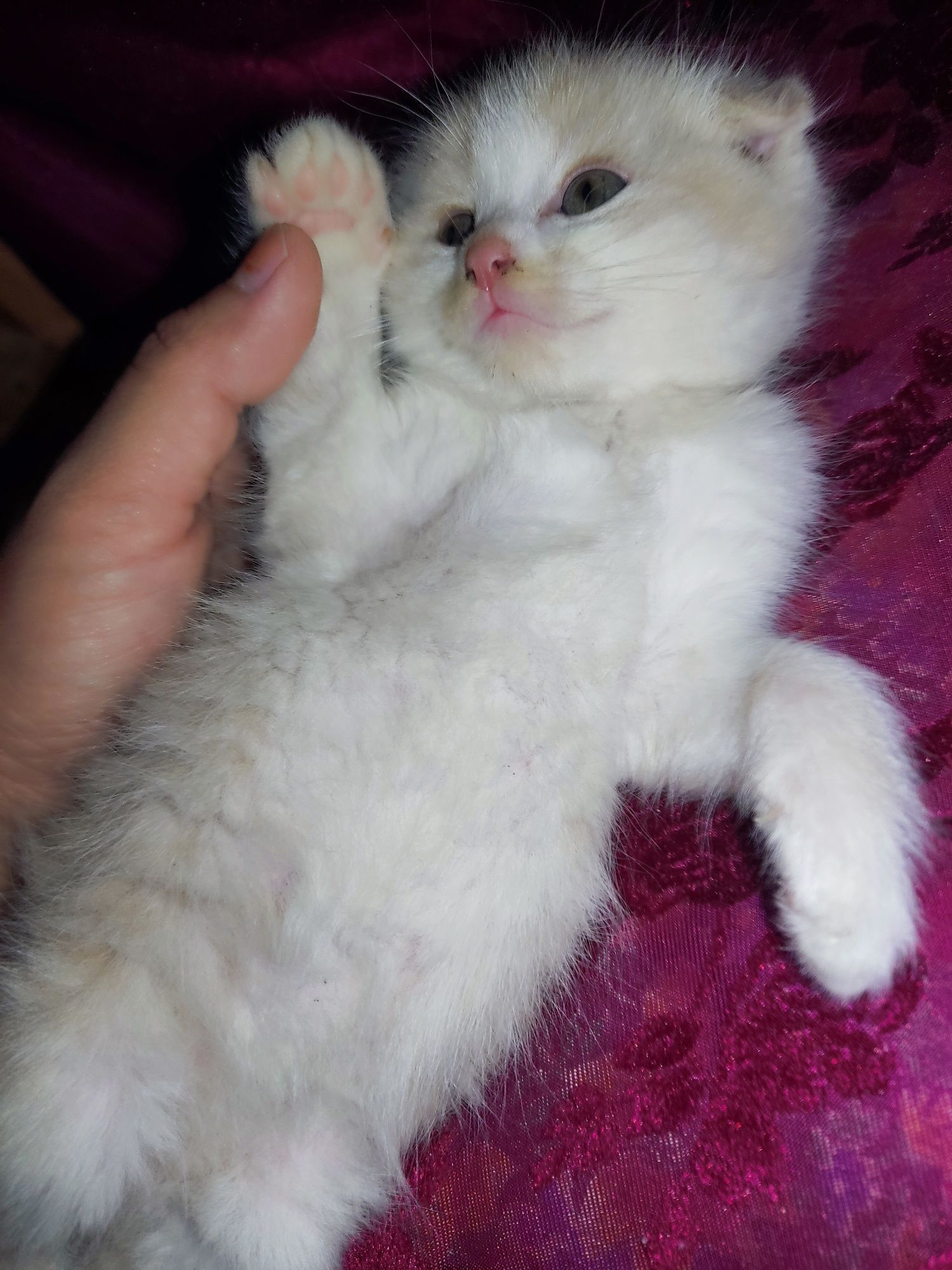 Scottish fold sotiladi