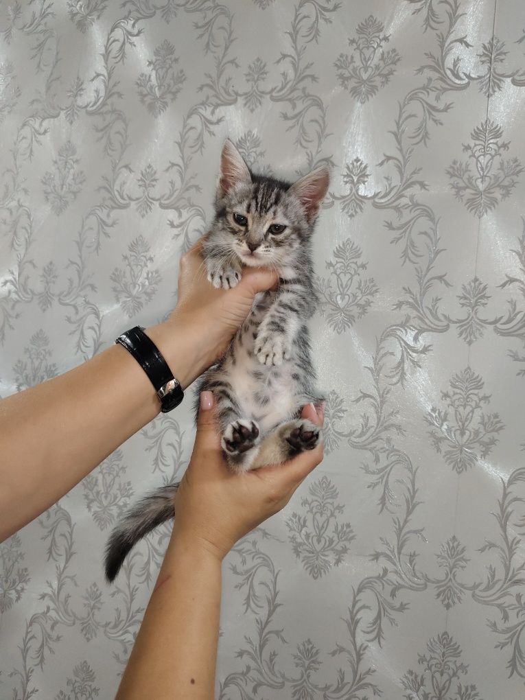 Ищем дом и любящих хозяев для малышки!