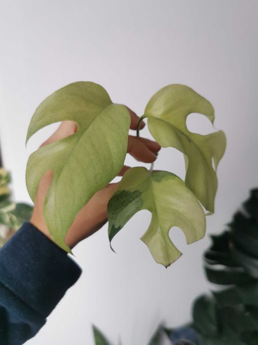 Monstera minima variegata / Rhaphidophora Tetrasperma variegata