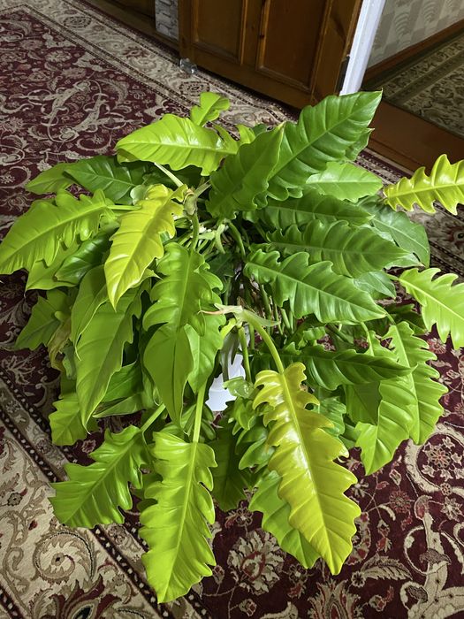 Домашние цветы Филодендрон  Золотой крокодил