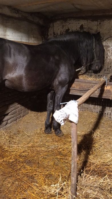 Vând armăsar de 6 ani