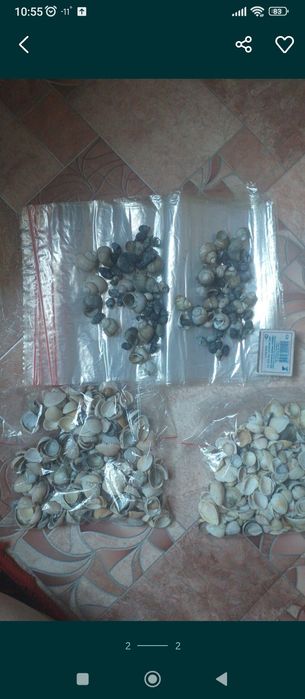 Продам ракушки с моря