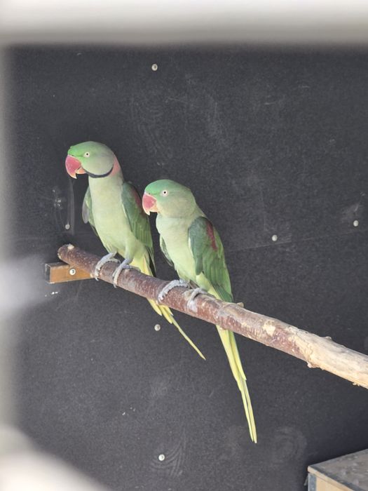 Готовая пара Александрского попугая