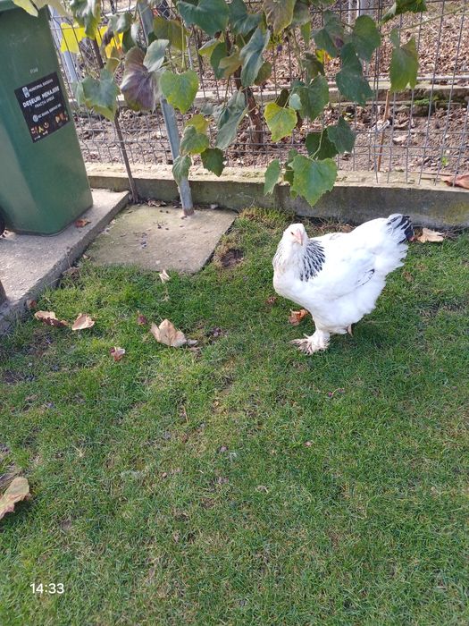 Găinii și Cucosii Braham HD