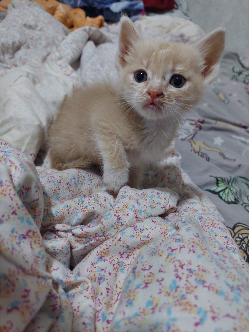 Отдам ласкового котенка