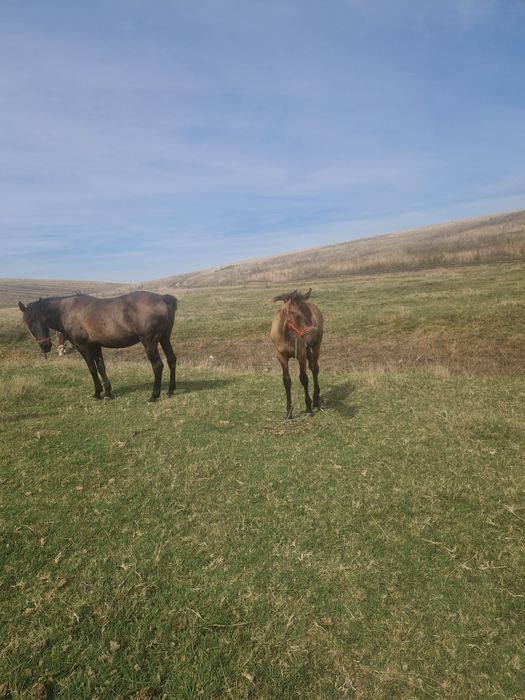 Vand mânz talie mare (6luni)