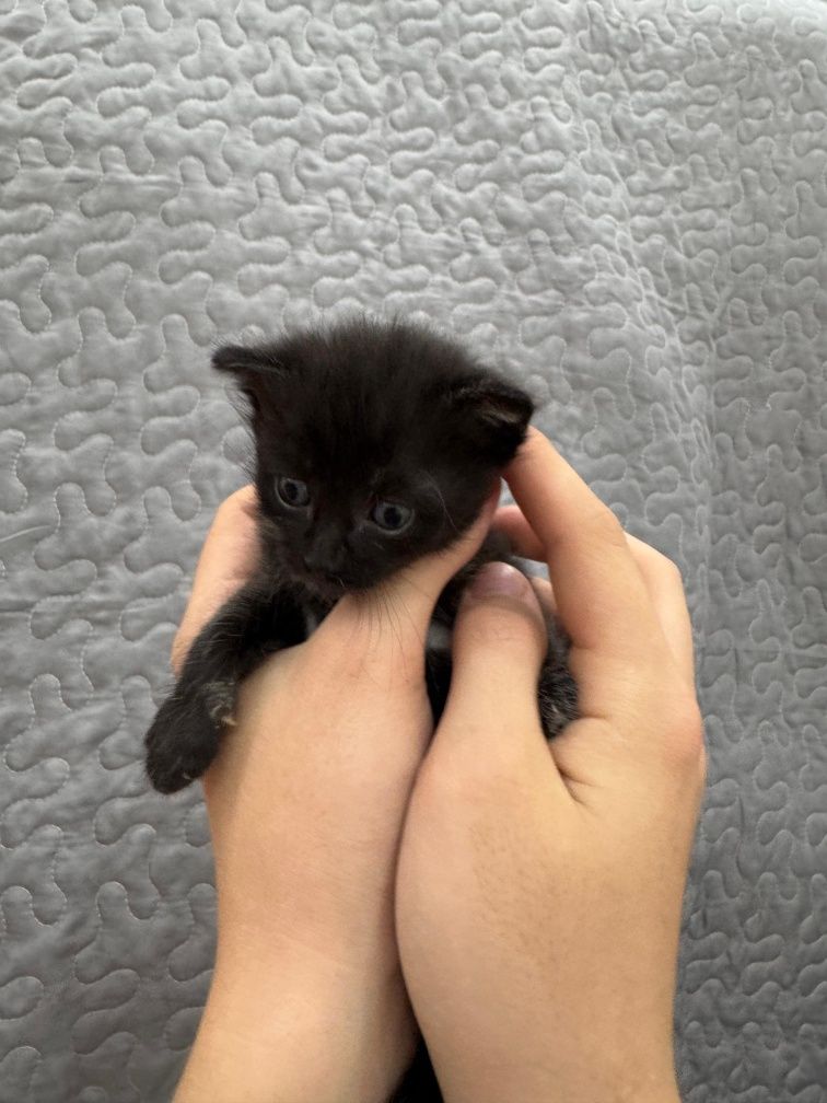 котята ищут себе хороших хозяев