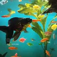Золотая рыбка в Афалине. АльФараби по Навои