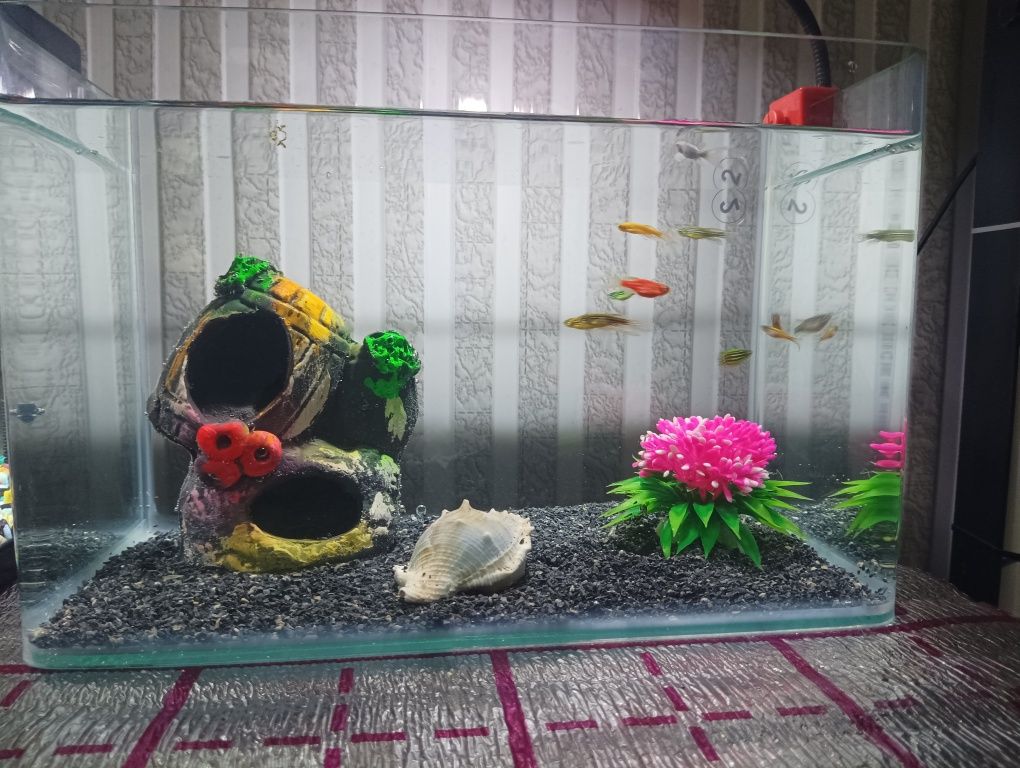 Xitoy mini akvarium 10 ta daniyo baliq bilan komplekt sotiladi