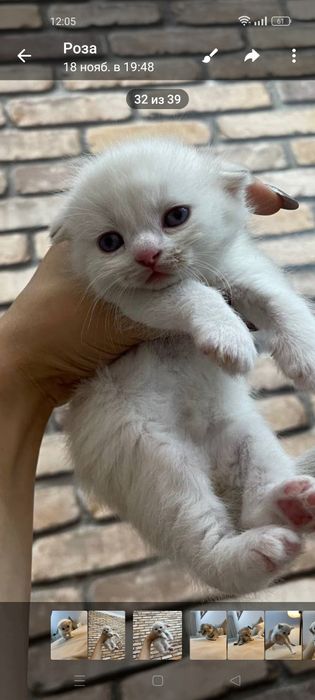 Котята Шотландский шиншилла