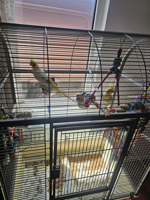 Papagali Nimfe au in jur la 4 ani