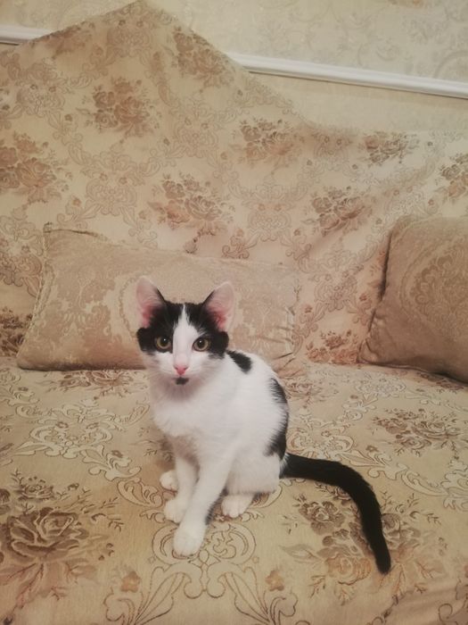 Отдам котят в дрбрые руки