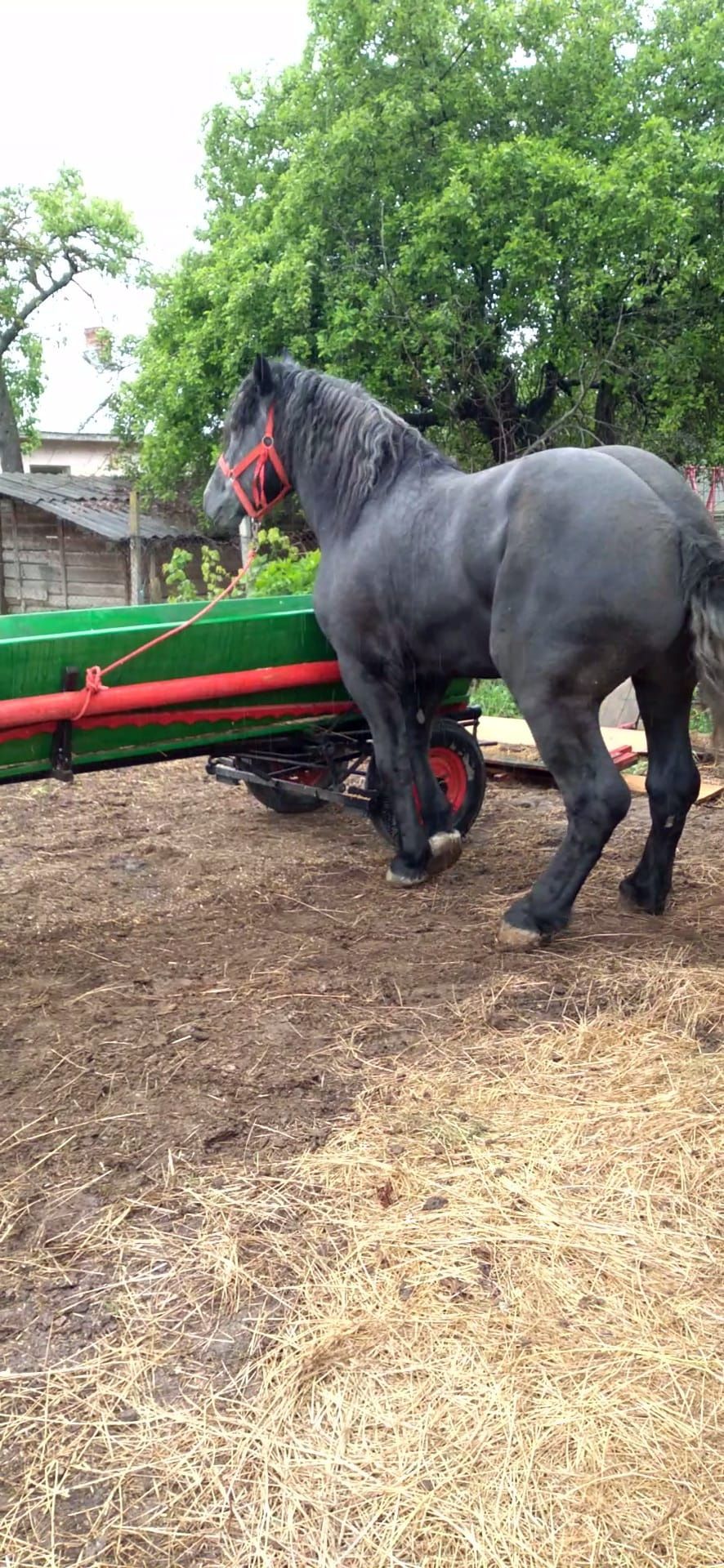 Armasar percheron pentru monta