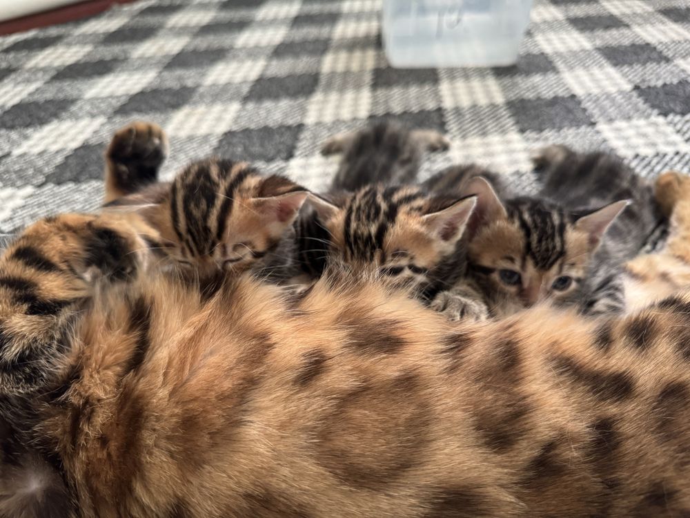 Bengal mushukchalar bron