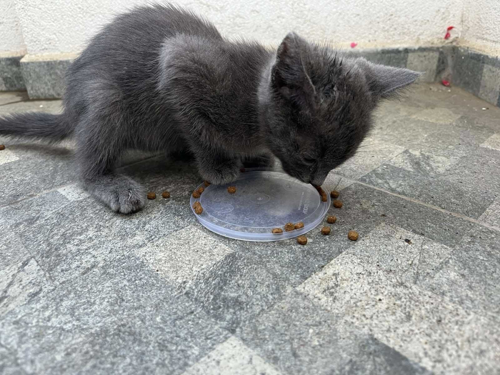 Спасено Коте търси дом
