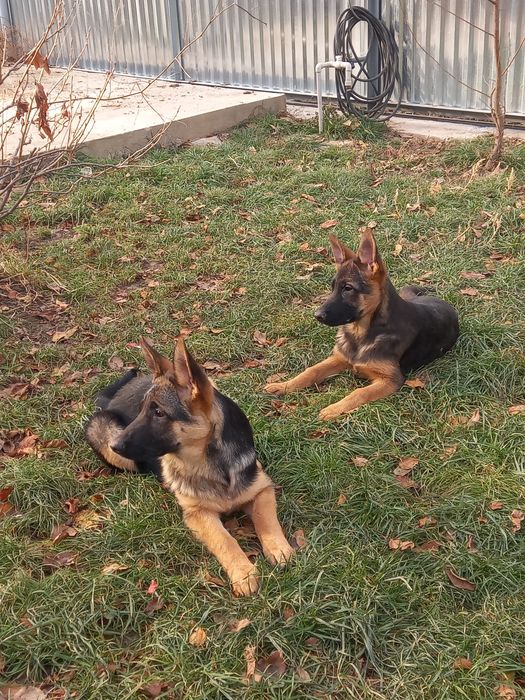 Щенки Немецкой овчарки!