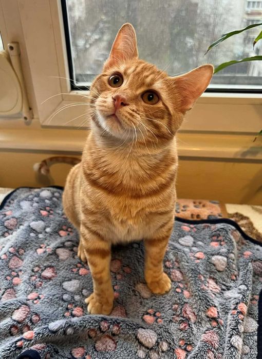 Момченце на 6 месеца търси дом