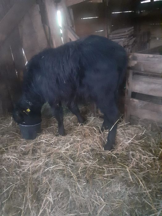 Vând vițel de bivol