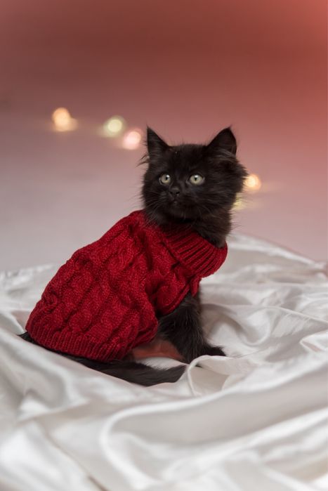 Котенок (девочка, 2 месяца) ищет заботливую семью