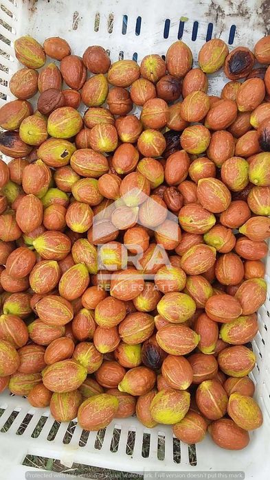 Продава се Земеделски имот в с. Семерджиево, Област Русе -  кв.м за 2447 €/дка - Снимка #4