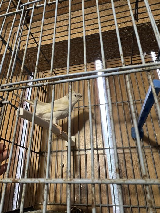 Vând canari, femele şi masculi tineri