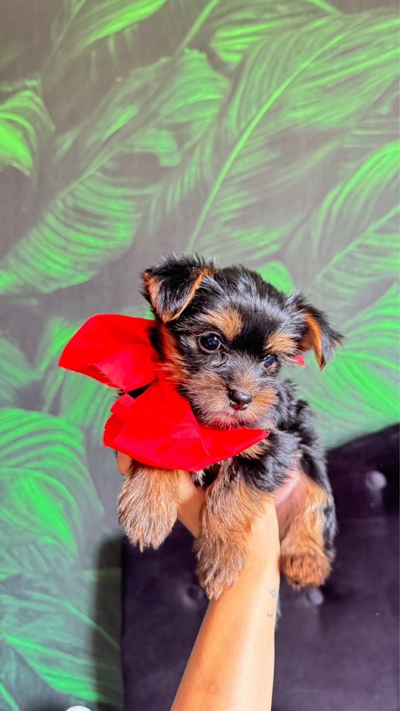 Yorkshire terrier baietel vaccinat carnet de sanatate